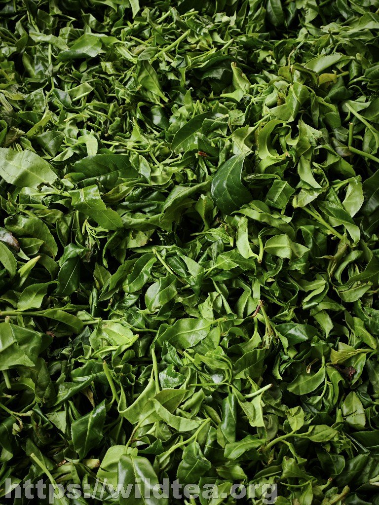 2026单株古树红茶100g